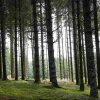 09 b Schluchensteig Etappe 4 - 6